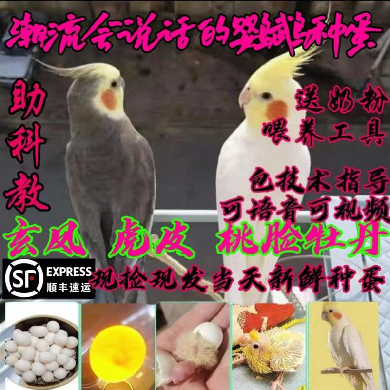 玄凤鹦鹉受精蛋种蛋牡丹虎皮鹦鹉可人工孵化当天新鲜鸟蛋受精率高