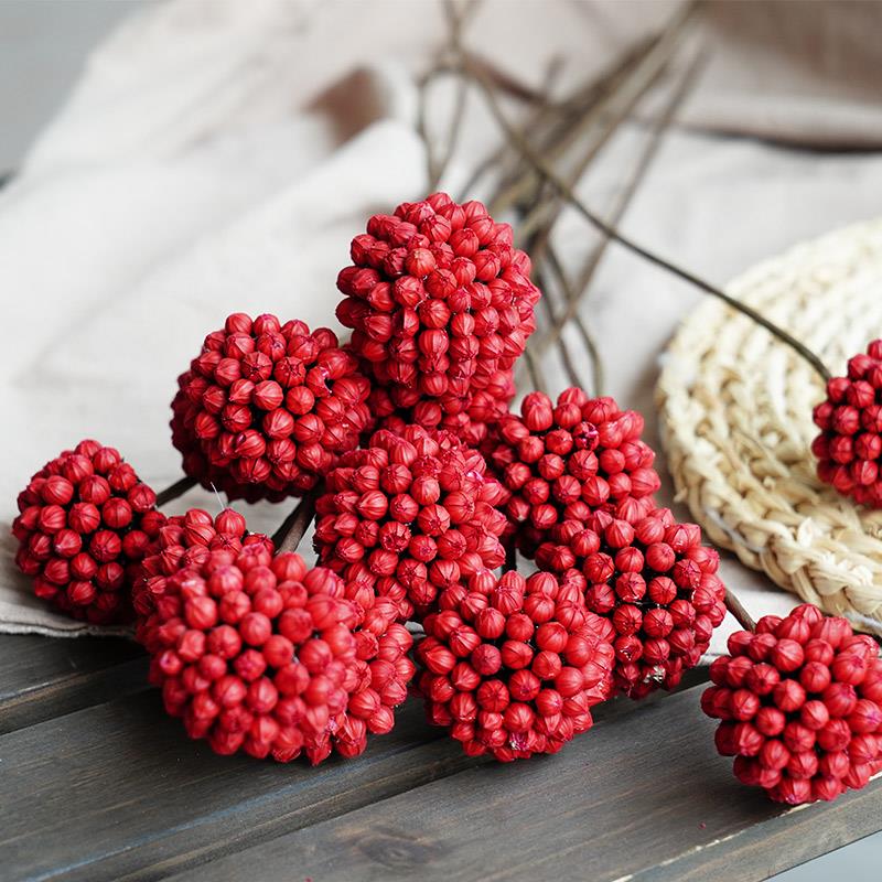 相思豆红豆干花高级感真花复古民宿插花装饰天然风干植物果实花球
