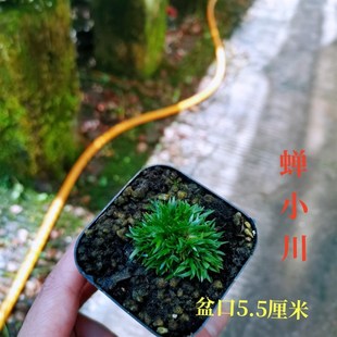 水培菖蒲金钱黄金姬贵船苔蝉小川昌蒲草室内微型盆景附石绿植盆栽