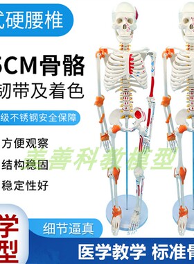 极速85CM人体骨骼模型着色韧带骨架人体模型成人小白骷髅教学脊椎