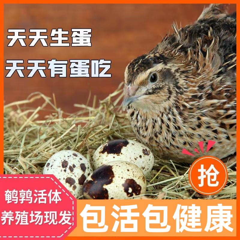 鹌鹑活苗可下蛋繁殖鹌鹑活鸟散养宠物鸡青年鹌鹑活物家养小鸡活体