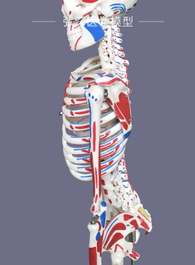 极速人体骨骼模型85cm全身骨架骷髅骨头半边肌肉着色骨科康复医学