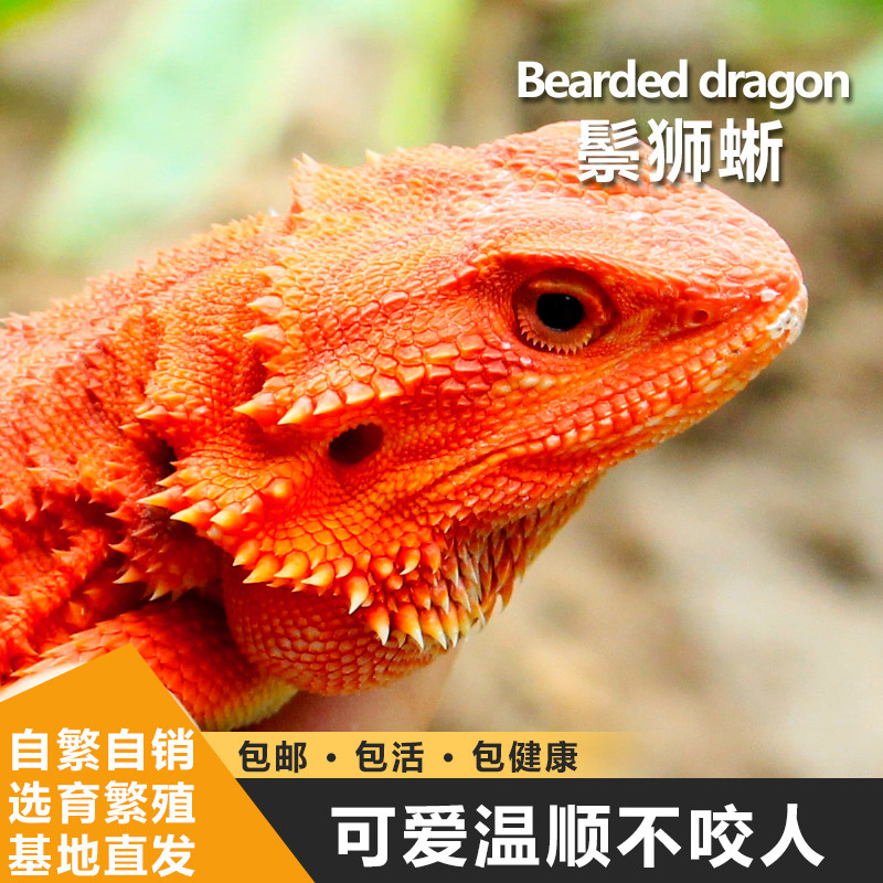推荐鬃狮蜥蜴幼体柑橘红q系超白zero黑红鬃狮蜥蜴宠物幼体活温顺
