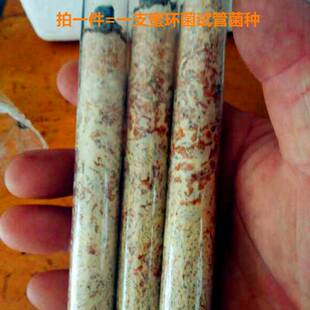 蜜环菌菌种母种天麻种萌发菌菌种天汉4号石斛小菇一级种原种