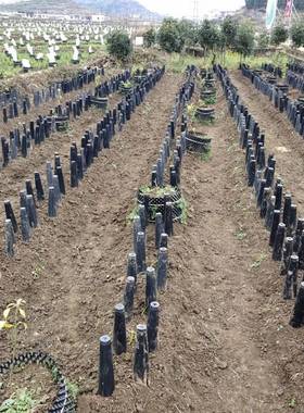 黑色韭黄遮阳罩种植筒桶塑料韭黄罩子遮光防晒免安装韭菜变黄神器