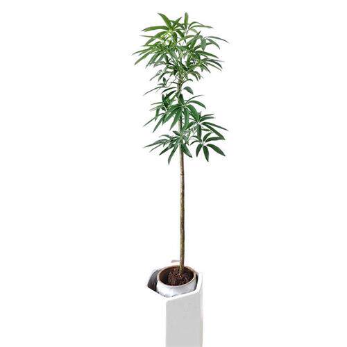 夏威夷鹅掌柴老桩细叶伞柳叶鸭脚木耐阴常绿植物大型植物观叶室内