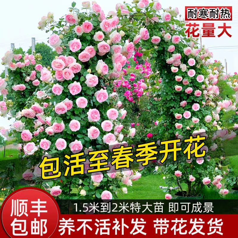 速发蔷薇藤本月季花苗特栽花浓大型庭院四季爬藤植物盆香台玫瑰爬