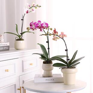 速发蝴蝶兰花苗盆栽带花发货兰大花苗室花客厅桌面植物内卉四季好