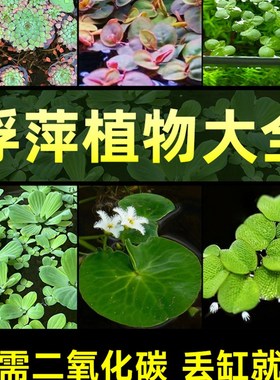 速发浮萍水草植物水质叶鱼缸净化水上一叶莲水芙阴槐叶萍毛红丹蓉