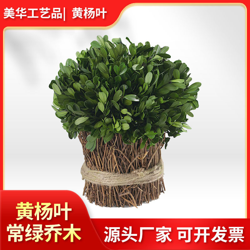 跨境热卖永生黄杨叶花束手工diy创意花材造景居家装饰拍摄叶子