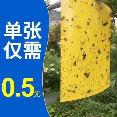 害虫多肉实蝇月季花粘胶板粘虫板茶叶灭虫纸沾物理防虫防水贴苍蝇