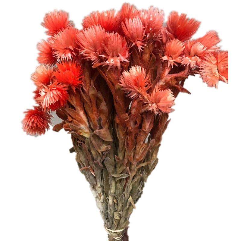 植物进口干花带杆子旱雪莲插花工艺品浮游瓶配草,家居饰品,餐桌花艺,淘宝优惠券,粉丝福利购,淘宝优惠卷