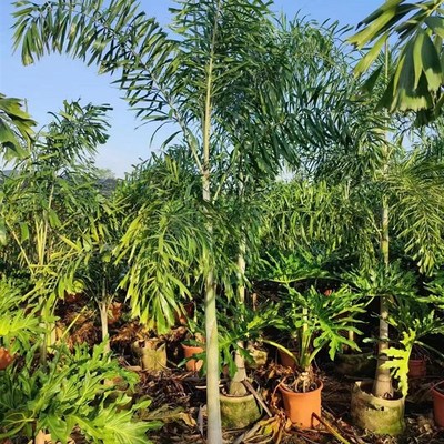 狐尾椰子树热带雨淋大型绿植庭院室外暴晒植物四季常青盆栽棕榈树