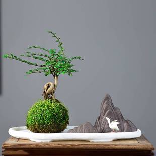 好养小盆景 榆树苔玉水培胧月金钱菖蒲盆栽植物室内花茶几桌面四季