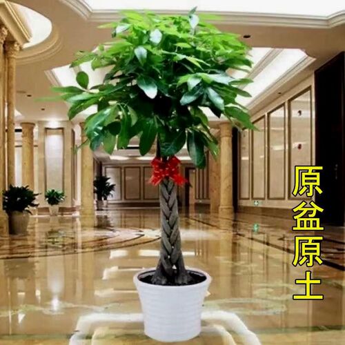 客厅落地c绿植真花发财树盆栽大客厅绿植室内大型植物发财树大棵