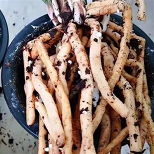 兰花专用盖面土有机植料催芽催根护茎土包邮肖氏诱生土Z营养土透