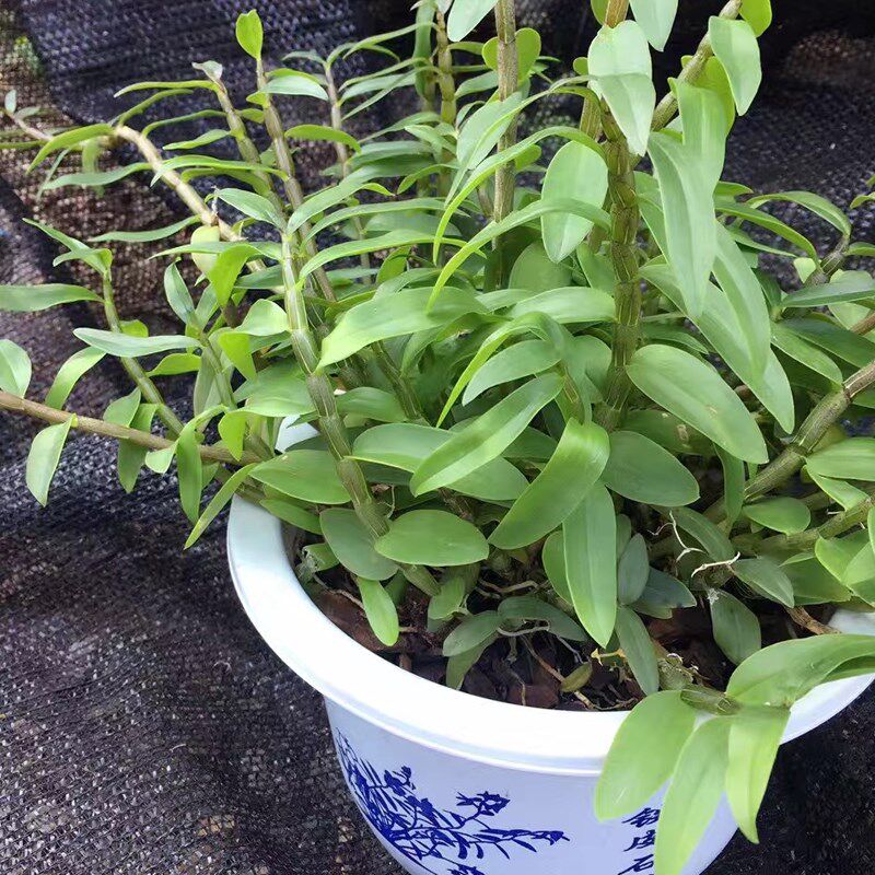雁荡山铁皮石斛盆栽带盆 驯化苗红杆软脚室内绿植小植物.30株以上