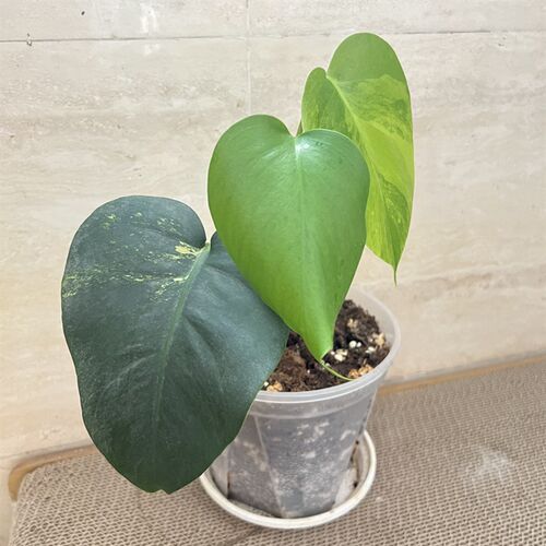 黄锦龟背竹 黄龟小苗F 室内植物盆栽绿植
