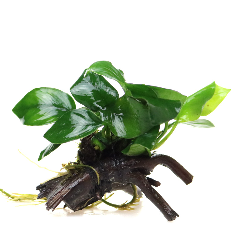 速发鱼缸水矮植物真草造景莫斯懒人增沉淡水榕氧木爬地趴地草珍珠