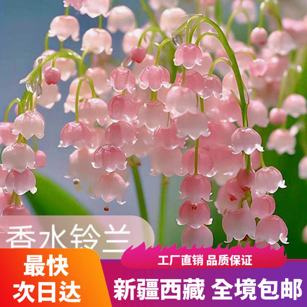 新疆西藏包邮【特价】铃兰带芽花苗浓香多年生植物四季开花室内花