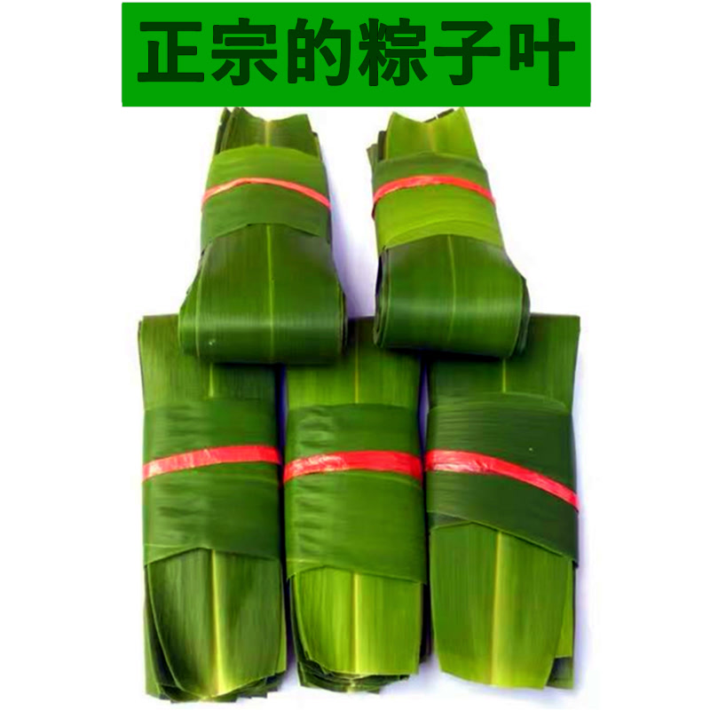 包粽子的叶子叶新货新鲜纯子叶农家芦苇叶现摘大号芒竹箬叶100片