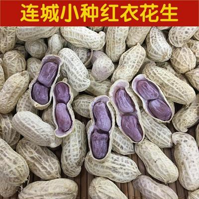 闽西特产龙岩湿烤花生连城文亨湖峰小种紫衣水煮咸干湿烤红衣花生