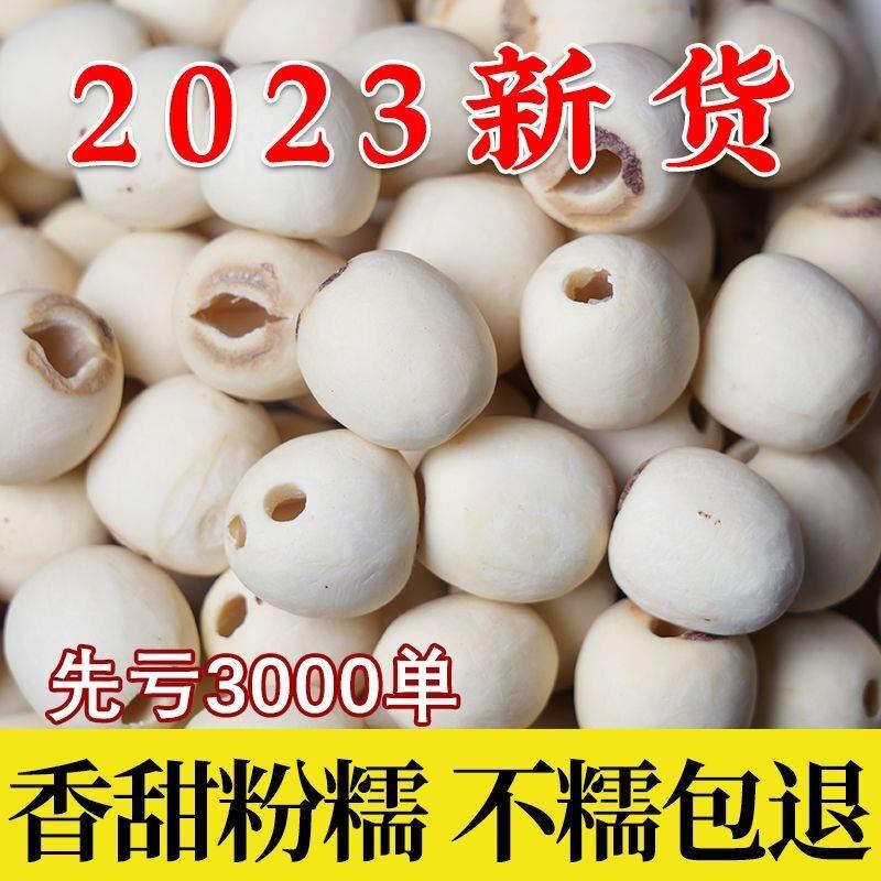 2023莲子富安玉无芯野生莲子