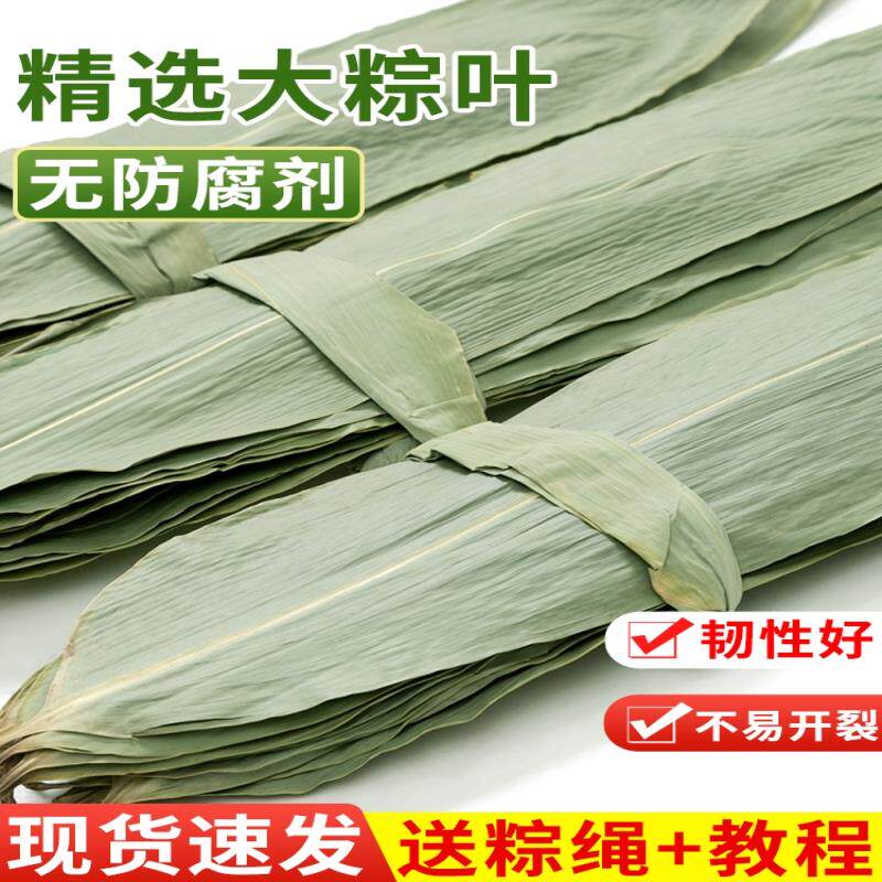 粽叶新鲜粽子叶干大号现摘100片叶特大包粽子的叶子商用棕叶批发