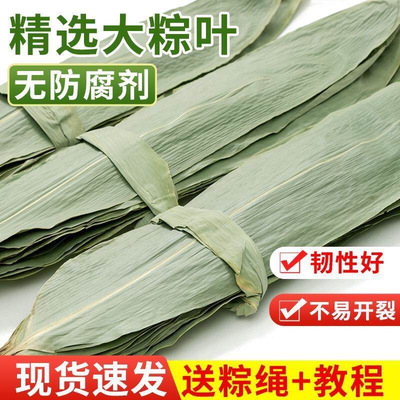 粽叶新鲜粽子叶干大号现摘100片叶特大包粽子的叶子商用棕叶