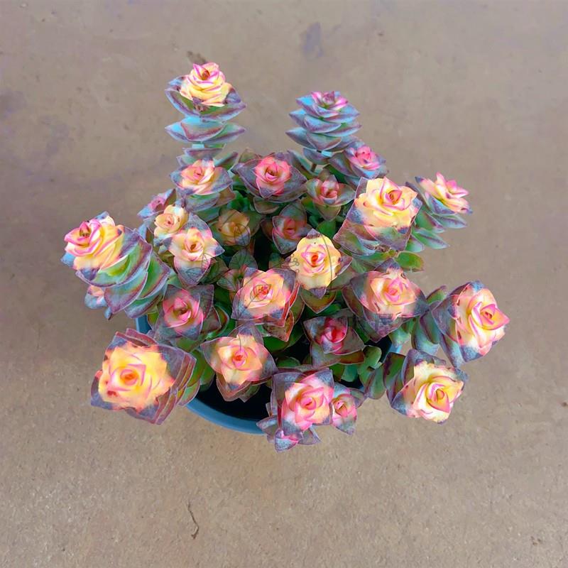 彩色粉色十字星锦 多头多株苗多肉植物稀少品种带盆栽好美观