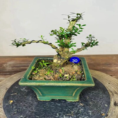 皱皮黄杨水杨梅h正宗雀舌黄杨软枝鱼缸造景树苗绿植土水培一物一