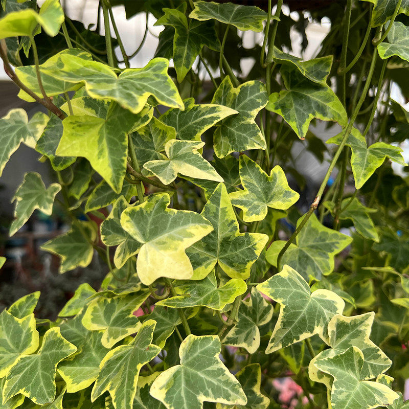 花叶常春藤盆栽雪莹花苗四季常绿吊篮阳台花园P净化空气花卉绿植