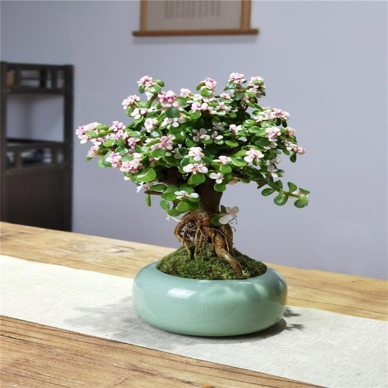 提根造型老d桩金枝玉叶盆景室内外好养绿植四季常青懒人植物