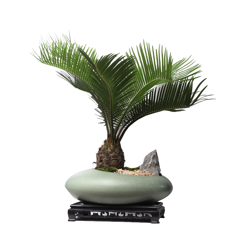 帆船铁树小盆栽室l内客厅桌面中式装饰创意盆景绿植四季好养植物