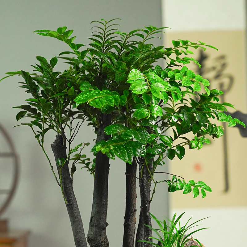 小叶紫檀盆景盆栽植物室内桌x面绿植花卉四季好养活客厅阳台办公