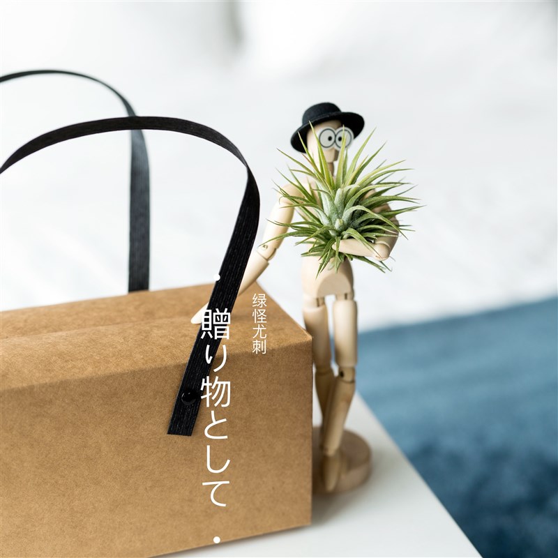 ins b创意超萌治愈系礼物礼品 桌面绿植装饰盆栽 木偶人空气凤梨