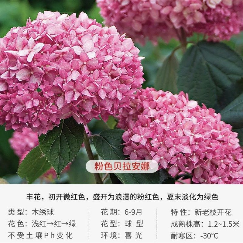 大花绣球盆栽无尽夏花苗阳台庭院C别墅花园植物多年生耐寒多季开,鲜花速递/花卉仿真/绿植园艺,绣球/木绣球/木本植物,淘宝优惠券,粉丝福利购,淘宝优惠卷