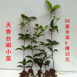 天香台阁四季桂花佛顶珠日香桂花卉盆栽易K活 四季植物盆栽年宵花