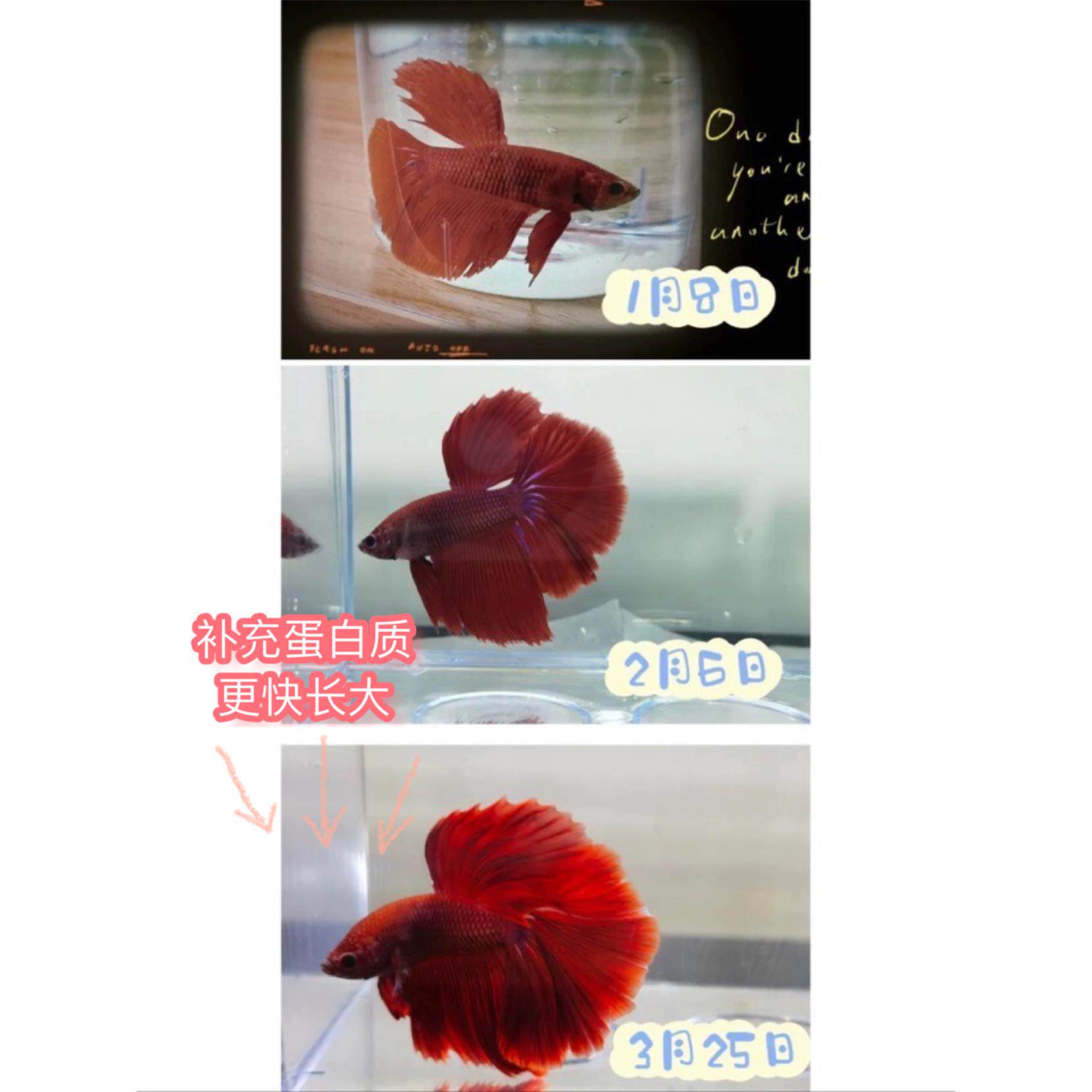 丰年虾脱壳卵大红卵水产养殖免孵化热带鱼小型鱼开口鱼食鱼粮虫卵