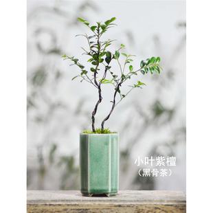 室内桌面好养绿植小叶紫檀黑骨茶盆景盆栽工位茶桌茶台博古架绿植