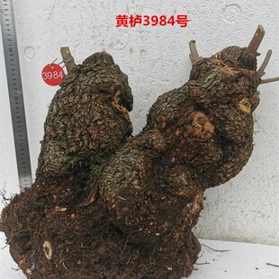 精品红栌黄栌盆景老桩古耐寒热卖香山红叶树桩一物一拍老桩