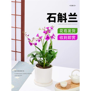 香水石斛兰盆栽带花懒人盆七彩泼墨秋石斛兰花室内四季开花卉植物