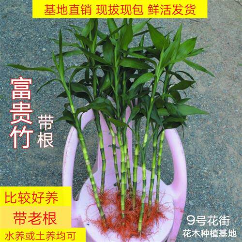 极速水培富贵竹 有带根 水培插瓶大叶竹子室内客厅绿植物好活易养