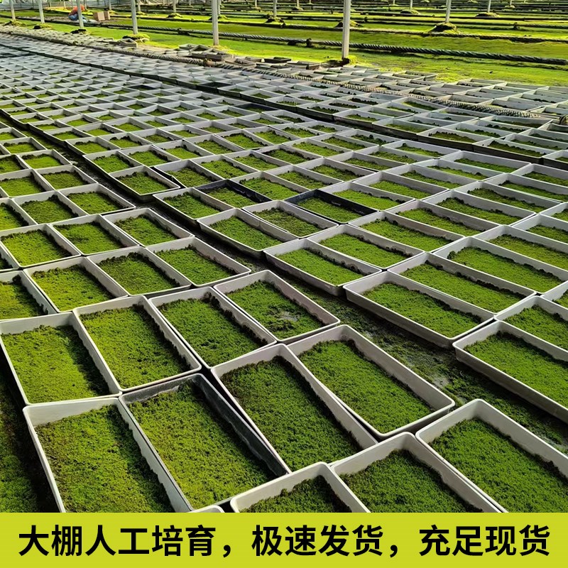 鲜活微景观植物盆景专用苔藓盆A栽假山草造景底部无纺布细羽青苔