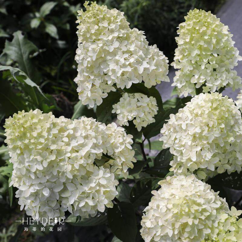 海蒂的花园圆锥绣球夏日美人木本植物大花庭院露台花卉盆栽花苗