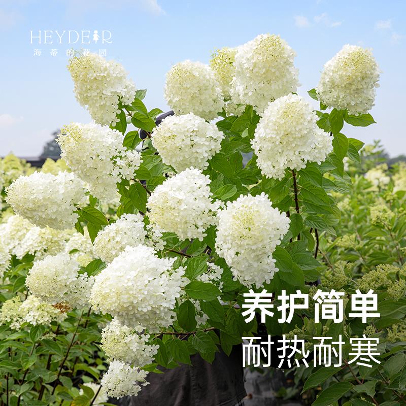海蒂的花园旗舰店耐寒圆锥绣球大苗石灰灯香草草莓圆锥绣球花苗