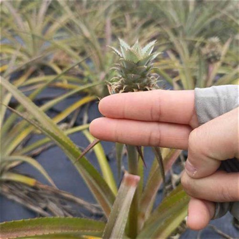 迷你小小凤梨结婚用的胸花手捧花插花水培装饰指拇凤梨寓意喜欢你