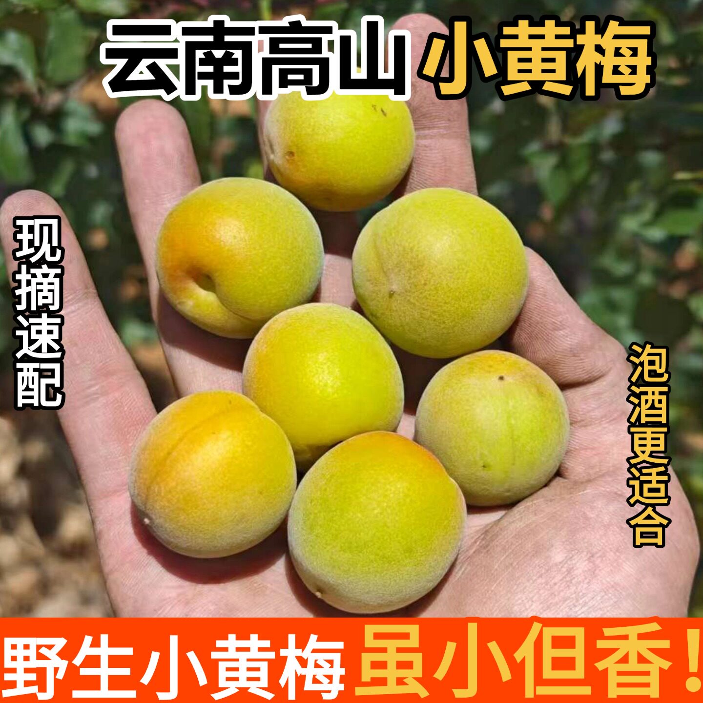 云南高山小黄梅照水梅完熟青梅黄果新鲜采摘树上自然熟酸梅子泡酒