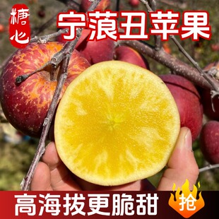 丽江宁蒗丑苹果冰糖心5/9斤装新鲜当季富士糖心水果脆甜爆汁丑甜
