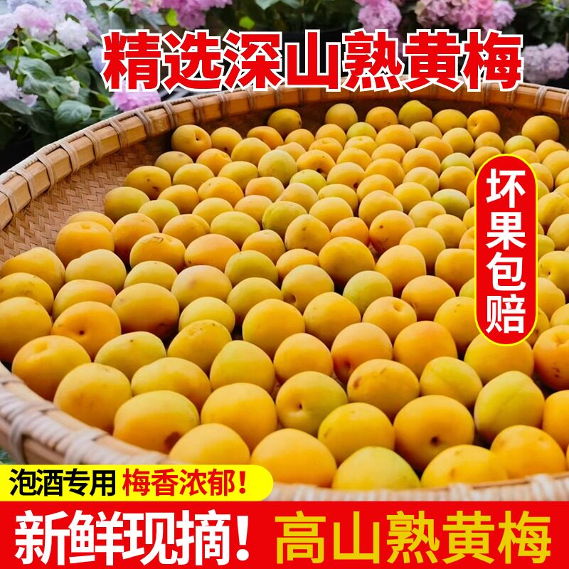 精选深山黄梅5斤新鲜现摘完熟青梅酸梅子泡酒梅子露诏安黄梅野生
